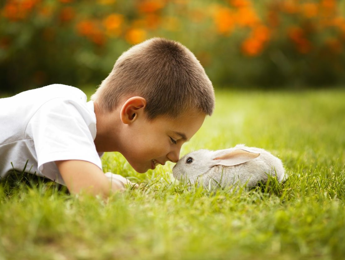 Tiere zum Streicheln © Shutterstock